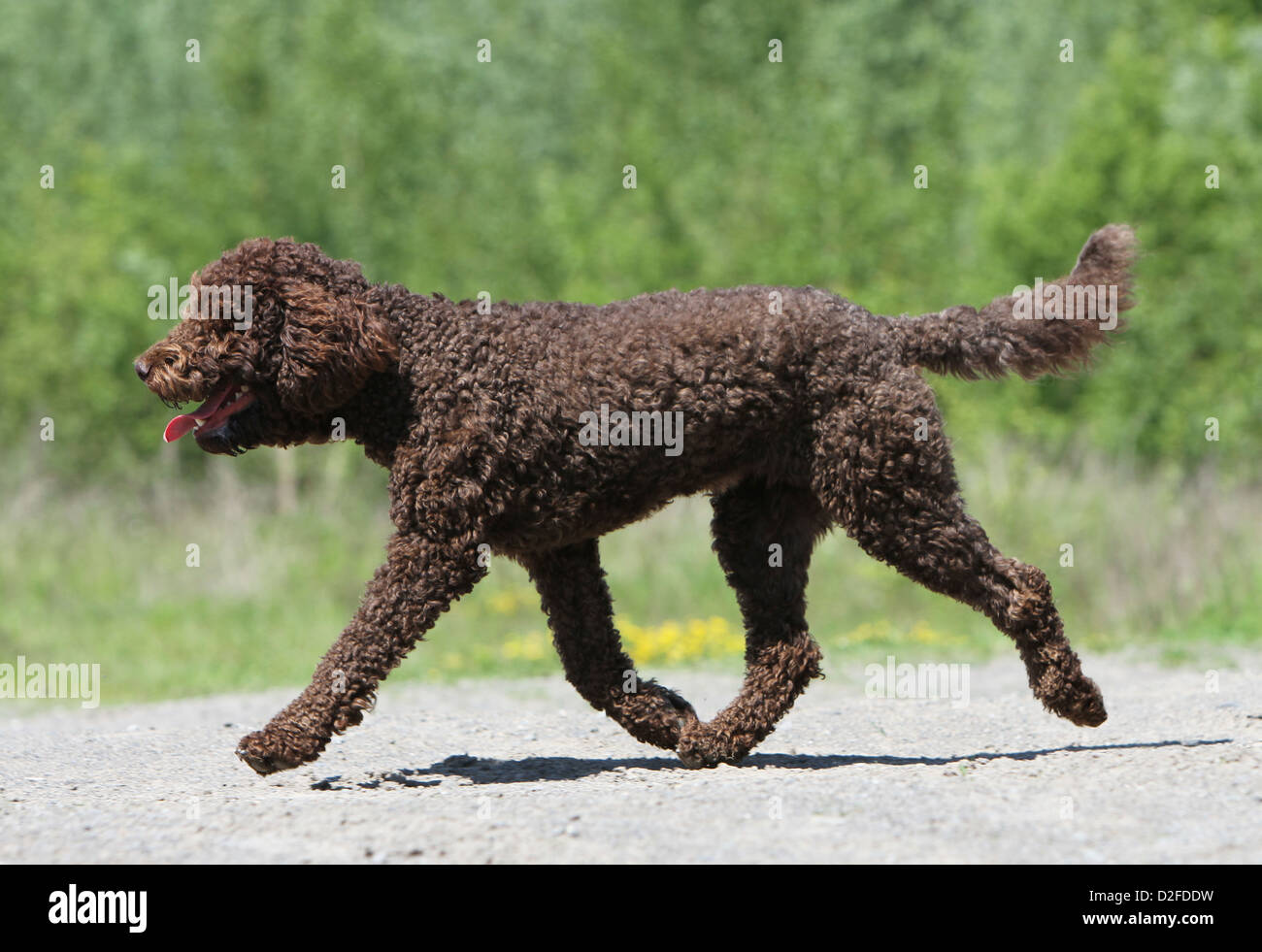 Barbet Hund / französische Wasserhund Erwachsenen ausgeführt Stockfoto