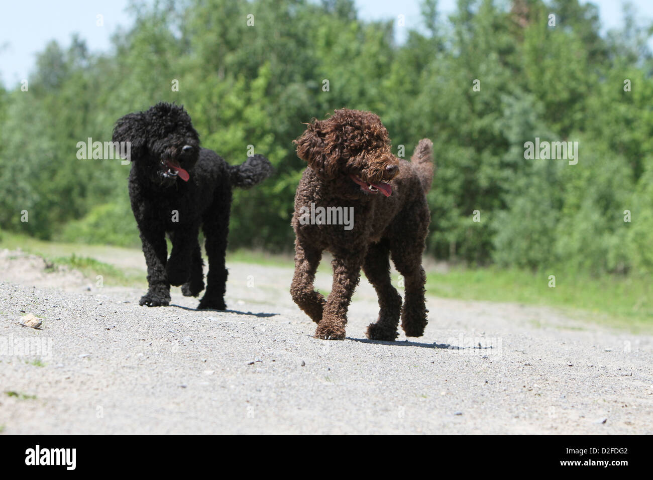 Barbet Hund / Stand der französische Wasserhund zwei Erwachsene verschiedenen Farben (braun und schwarz) Stockfoto