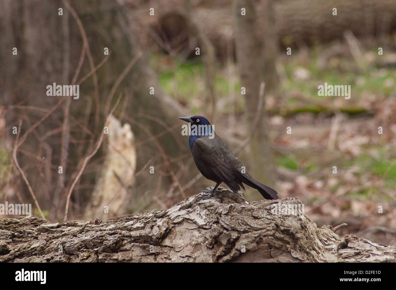 Gemeinsamen Grackle sitzen auf einem Baumstamm im Wald Stockfoto