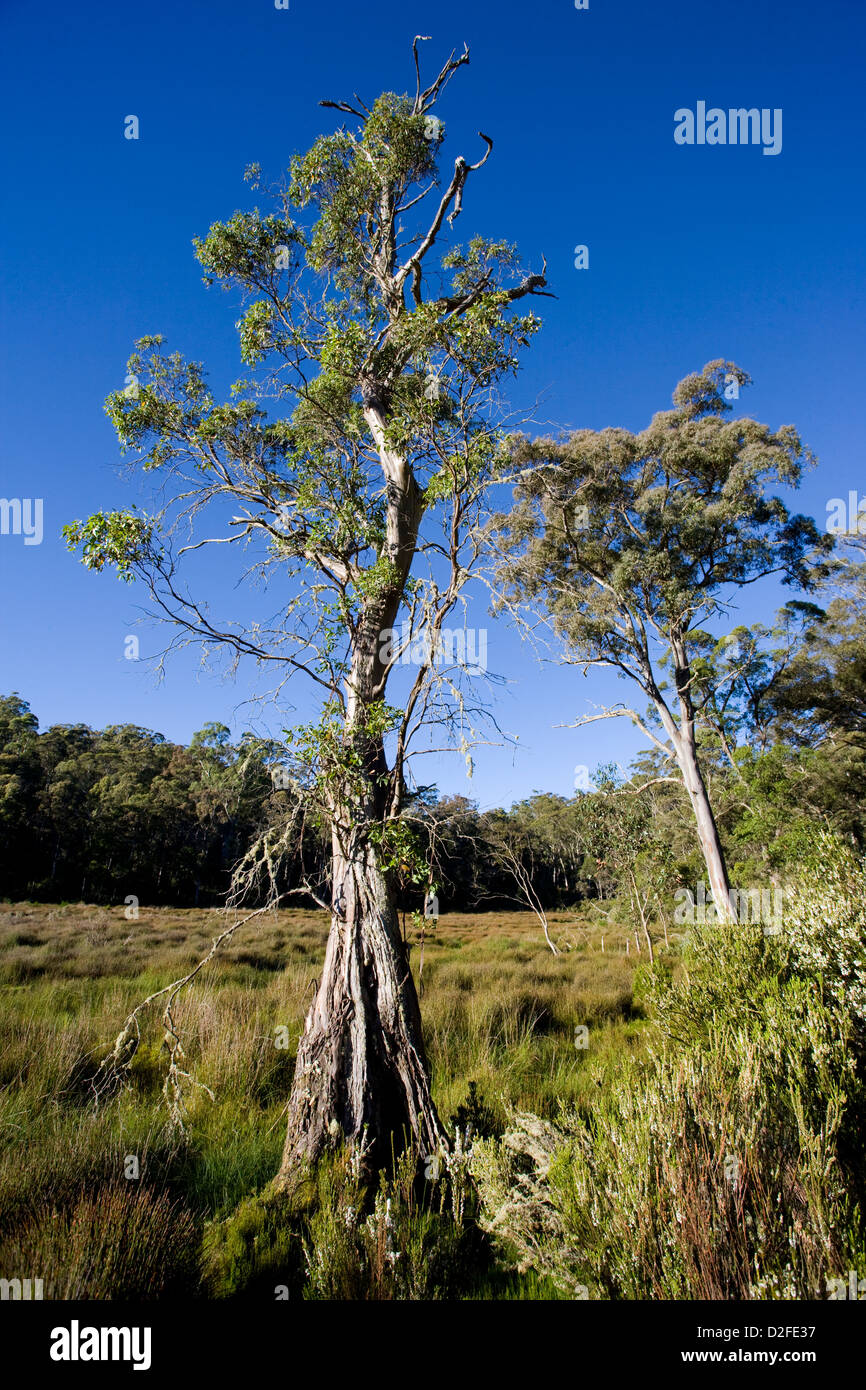 Australien, New South Wales, Hunter Region, Barrington Tops Nationalpark, Höhenlage Torfmoos Sumpf bei Polblue Stockfoto
