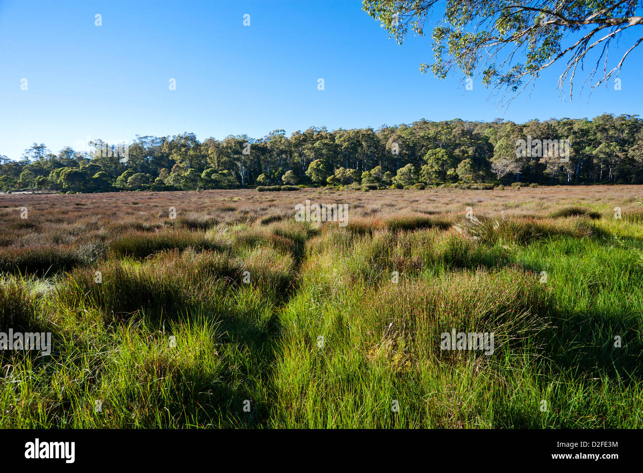 Australien, New South Wales, Hunter Region, Barrington Tops Nationalpark, Höhenlage Torfmoos Sumpf bei Polblue Tops Stockfoto