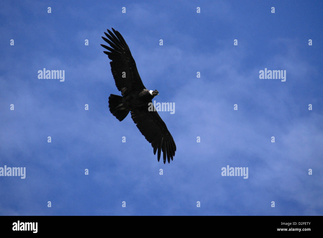 Andenkondor fliegen Stockfoto