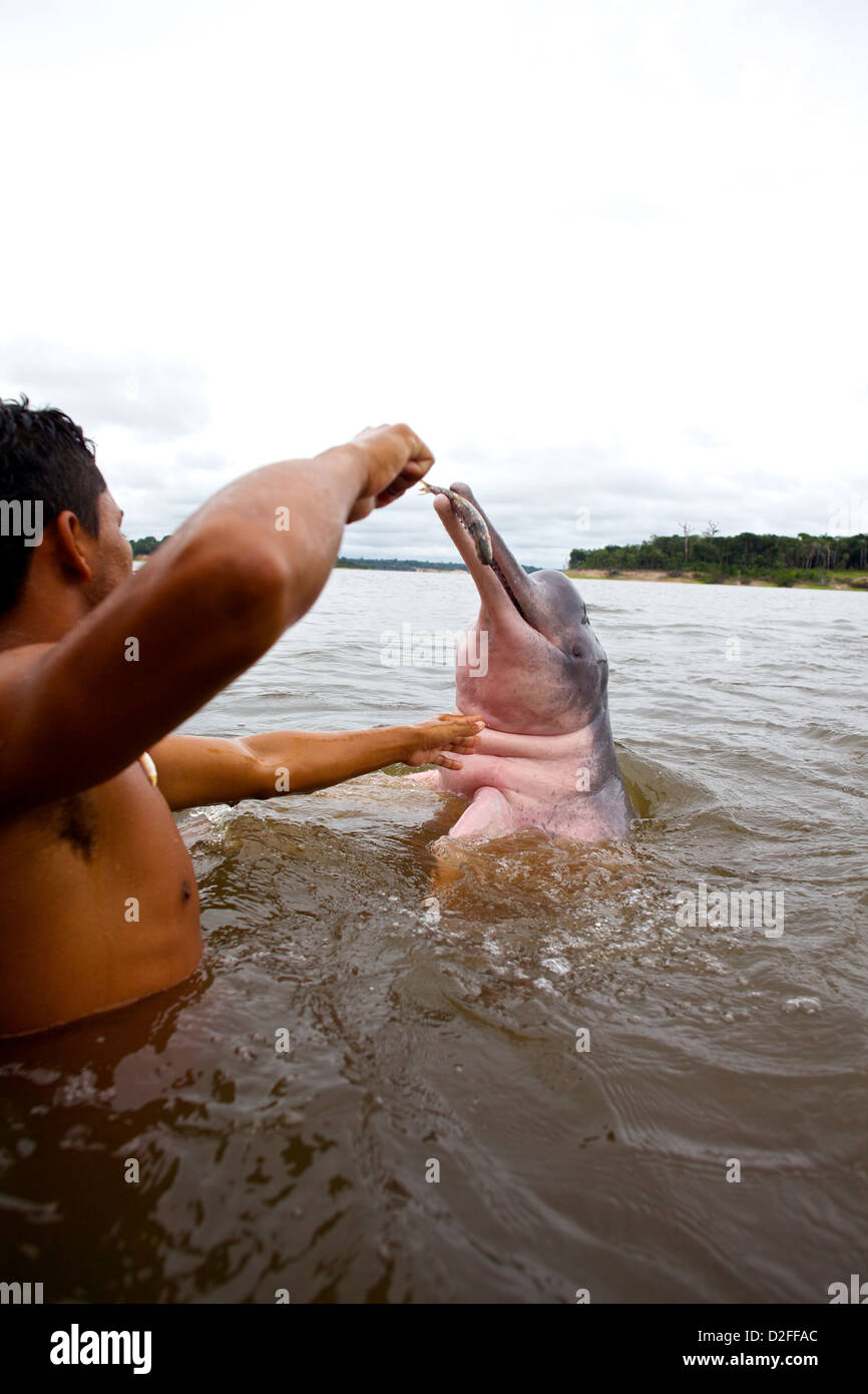 Ein junger indigener Mann ernährt einen Amazonas-Delfin (Inia geoffrensis) im brasilianischen Amazonasfluss für Touristen Stockfoto