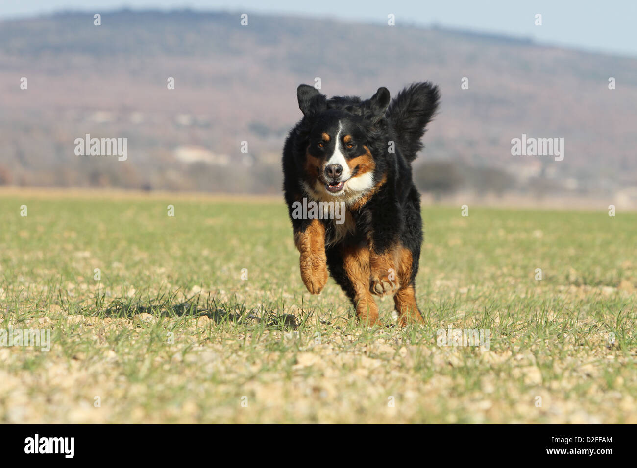 Hund Berner Mountain Dog Erwachsener in einem Feld Stockfoto