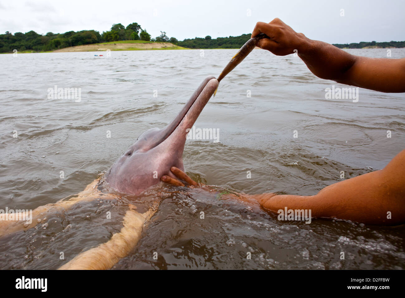 Ein junger indigener Mann ernährt einen Amazonas-Delfin (Inia geoffrensis) im brasilianischen Amazonasfluss für Touristen Stockfoto