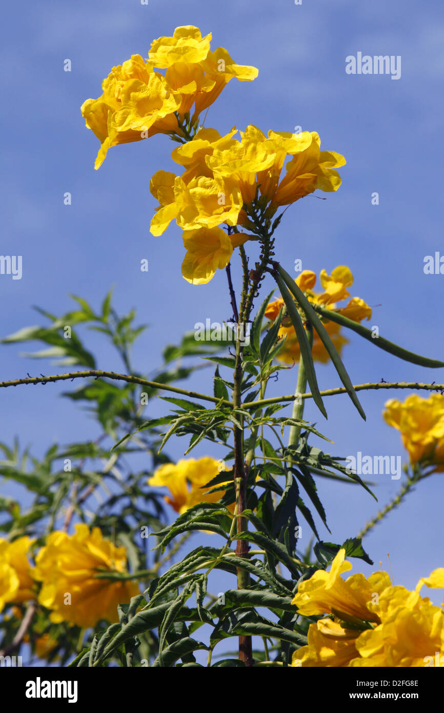 Die Jungferninseln nationale Blume - Tecoma Stans, St. John, US Virgin Islands, Caribbean Stockfoto