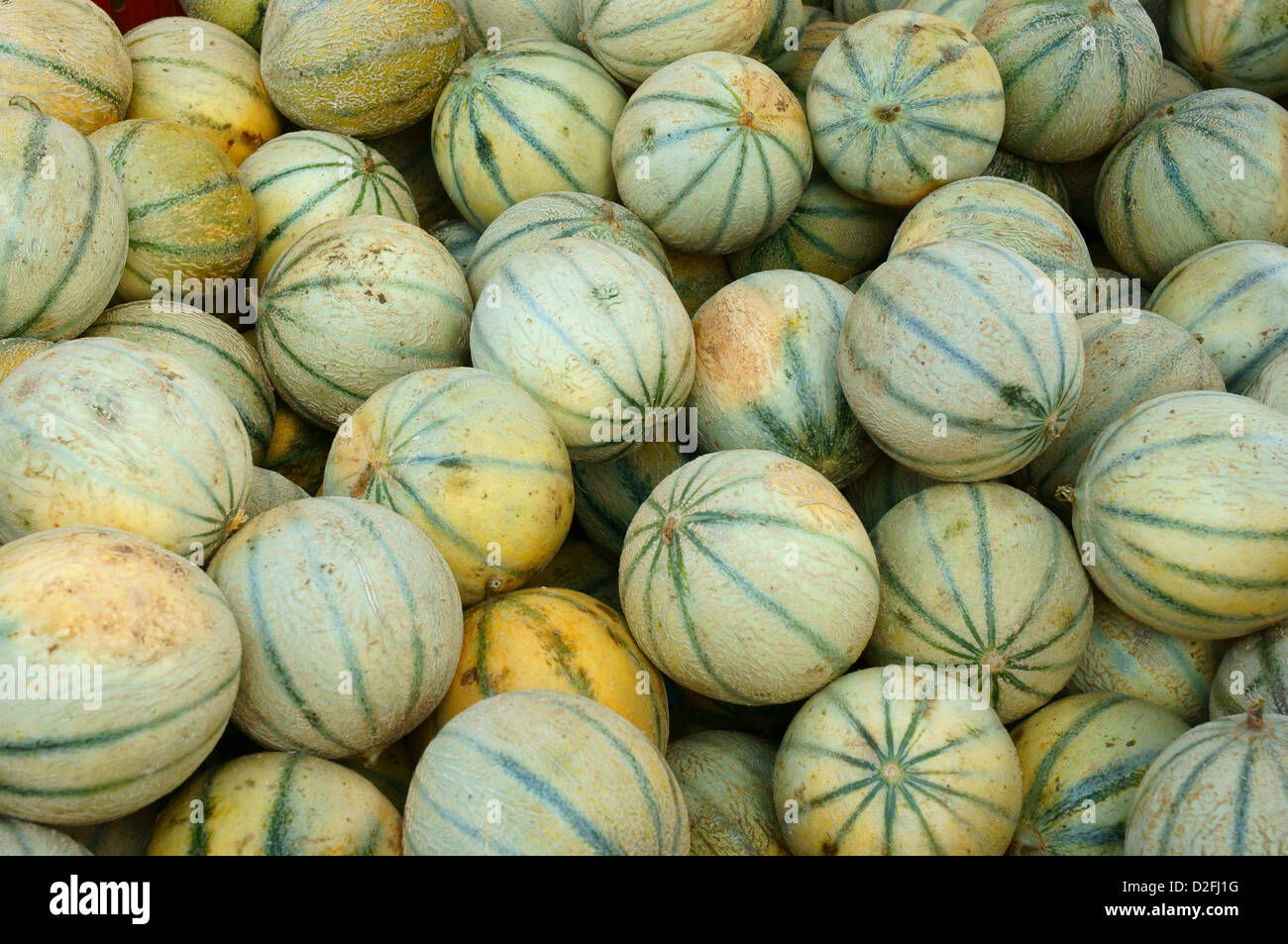 Leckere Reife Melonen Melone Dispalyed zum Verkauf Perigeux Stockfoto