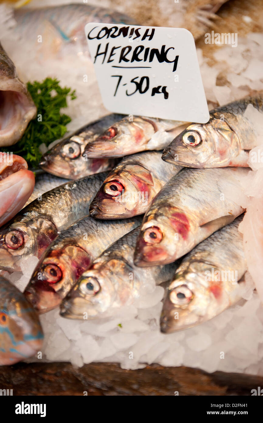 Frische Cornish Hering zum Verkauf an einen Fischhändler Marktstand Stockfoto