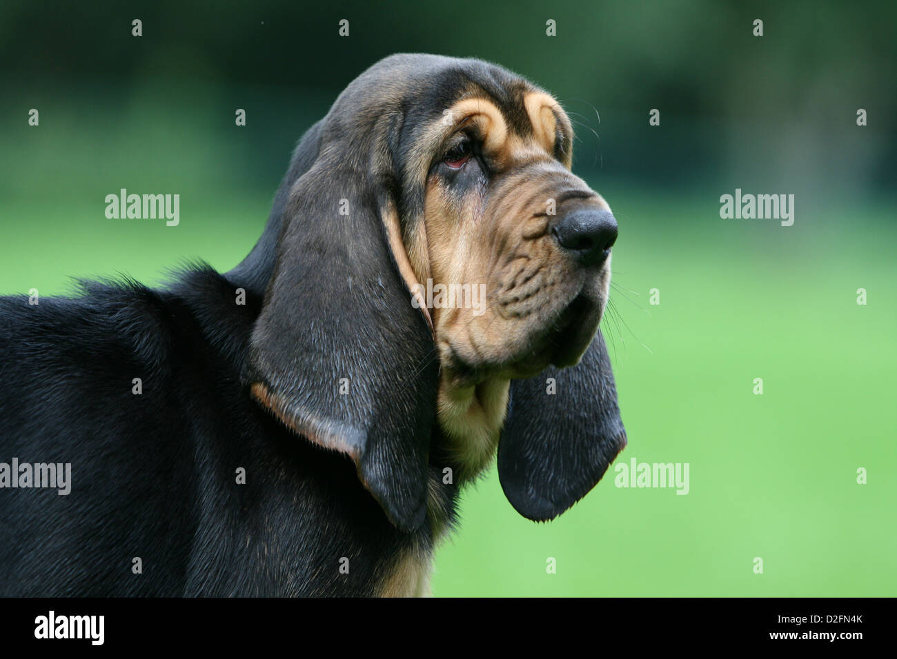 Hund Bluthund / Chien de Saint-Hubert Welpen Porträt Profil Stockfoto