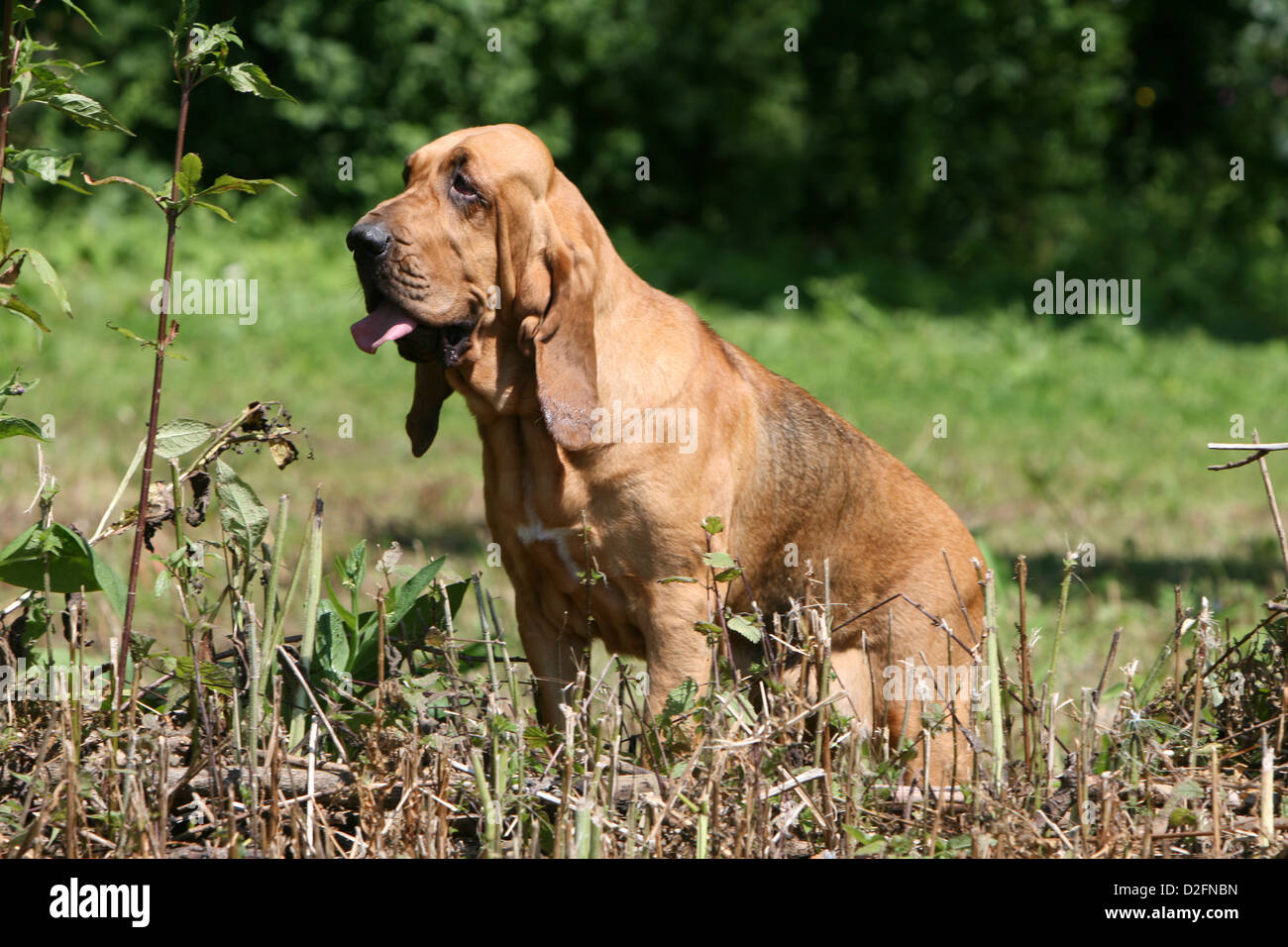 Hund Bluthund / Chien de Saint-Hubert-Welpen Stockfoto