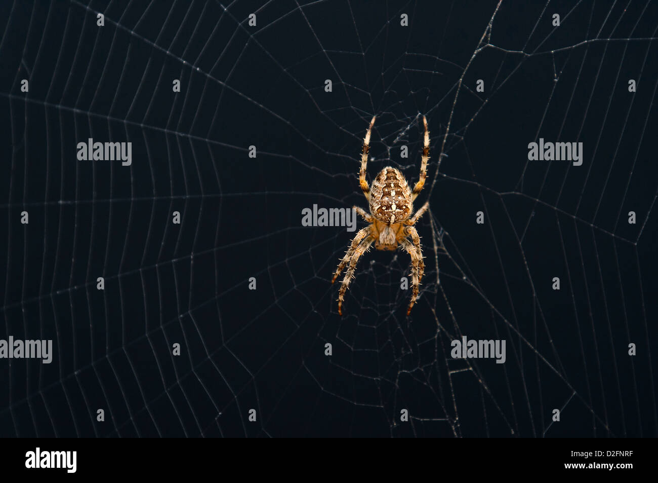Gemeinsamen garten Spider auf dem Spinnennetz, Großbritannien Stockfoto