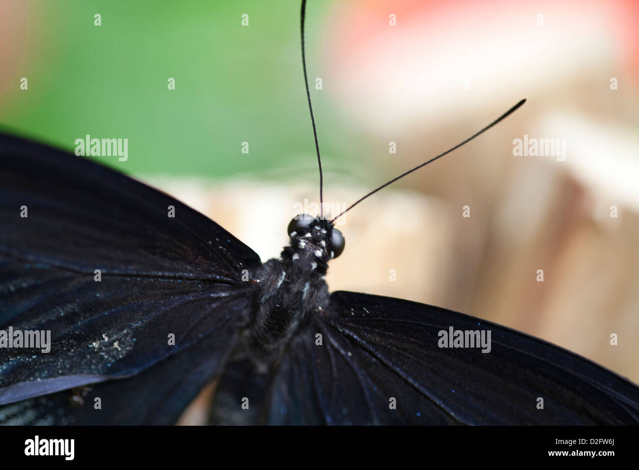 Ein Scharlachroter Schwalbenschwanz-Schmetterling Papilio rumanzovia Stockfoto