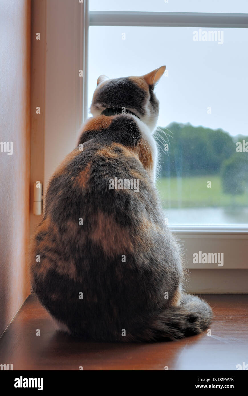Katze aus dem Fenster schauen Stockfoto