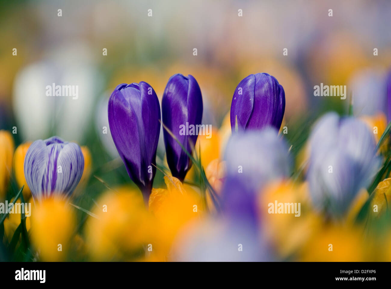 Krokusblüten in einer Parklandschaft Stockfoto