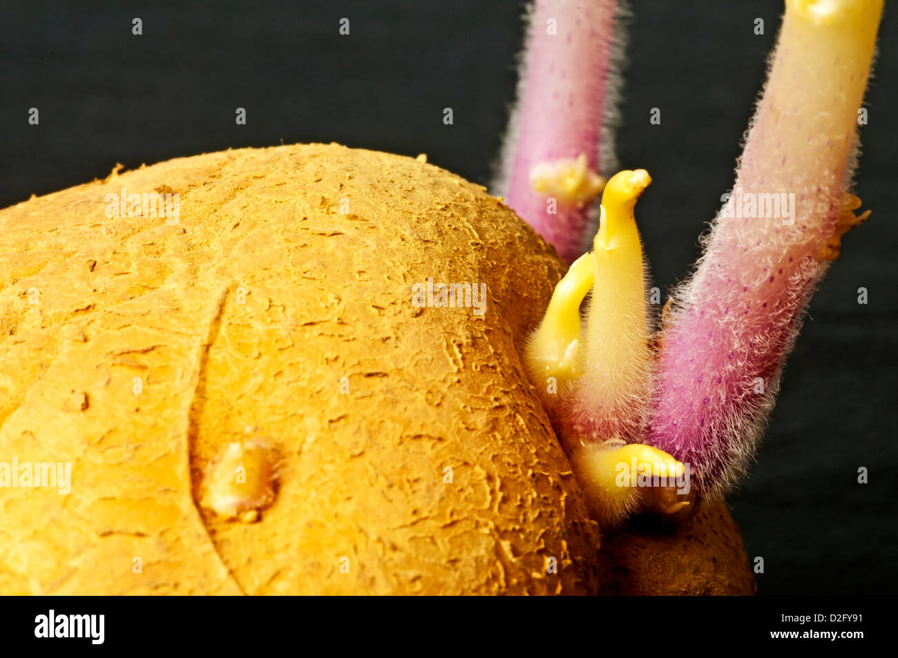 Kartoffel-Shooting Stockfoto