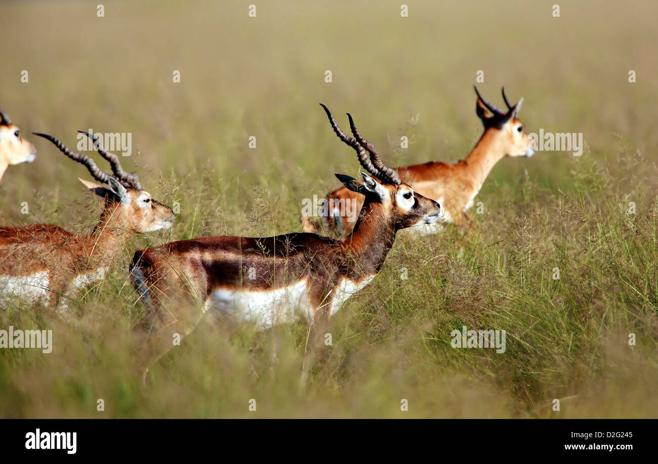 Gruppe von schwarzen Buck deer Walking im Grasland Stockfoto