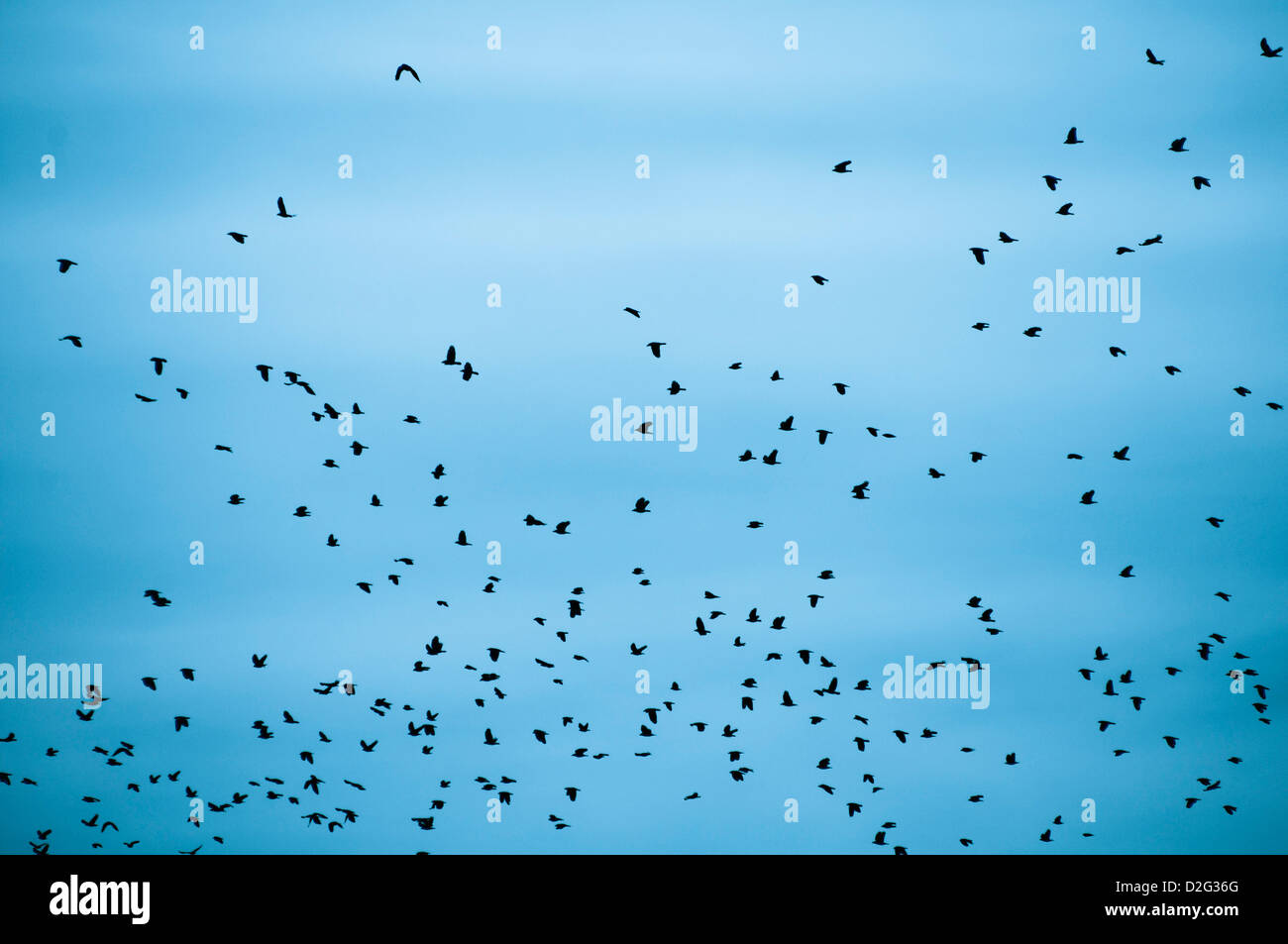 Vogelschwarm Stockfoto