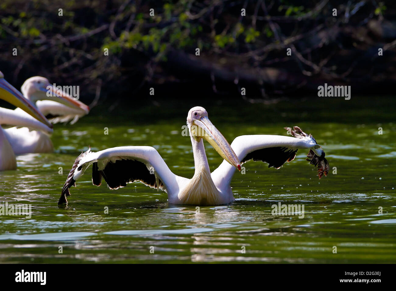 Rosapelikan Stockfoto