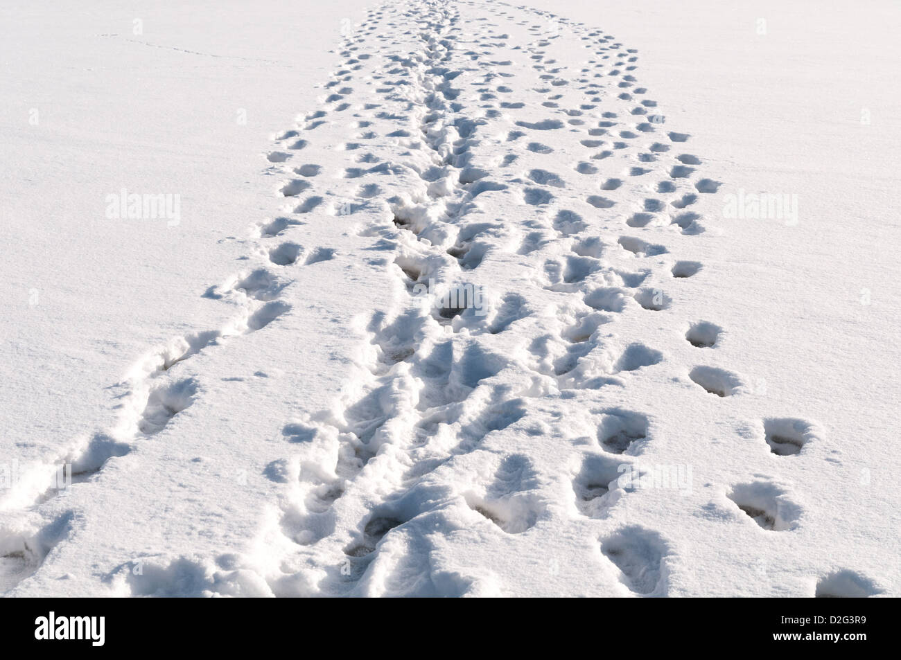 Viele Spuren im Schnee Stockfoto
