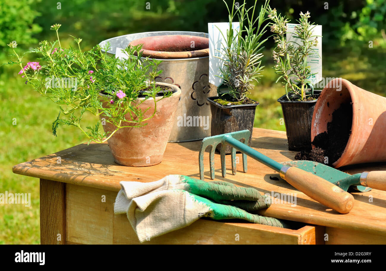 Gartengeräte, angeordnet auf einem Holztisch im Garten Stockfoto