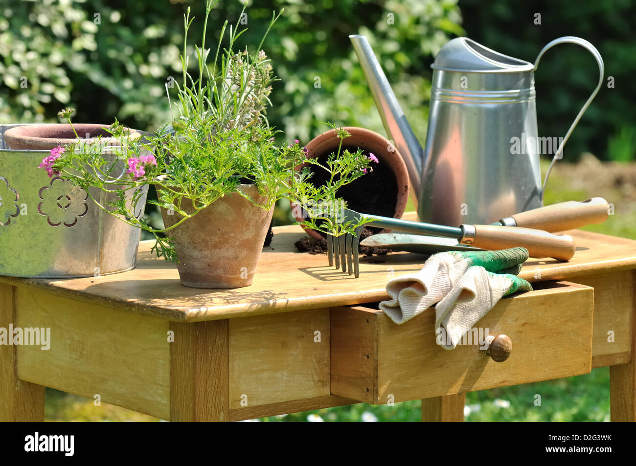 Gartengeräte und Pflanzen angeordnet auf einem Holztisch im Garten Stockfoto