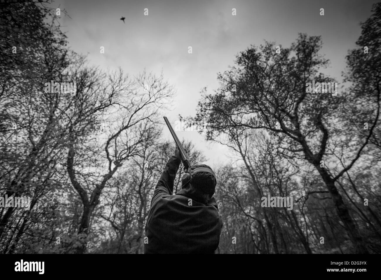 Ein Gewehr schießen einen hohen Vogel in einem Spinney/Holz Stockfoto