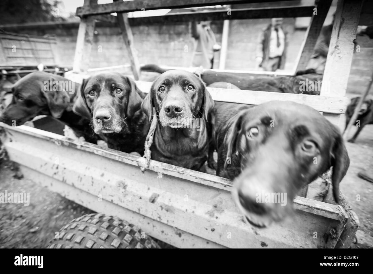 Schwarze Labrador Jagdhunde warten auf das Shooting zu beginnen Stockfoto