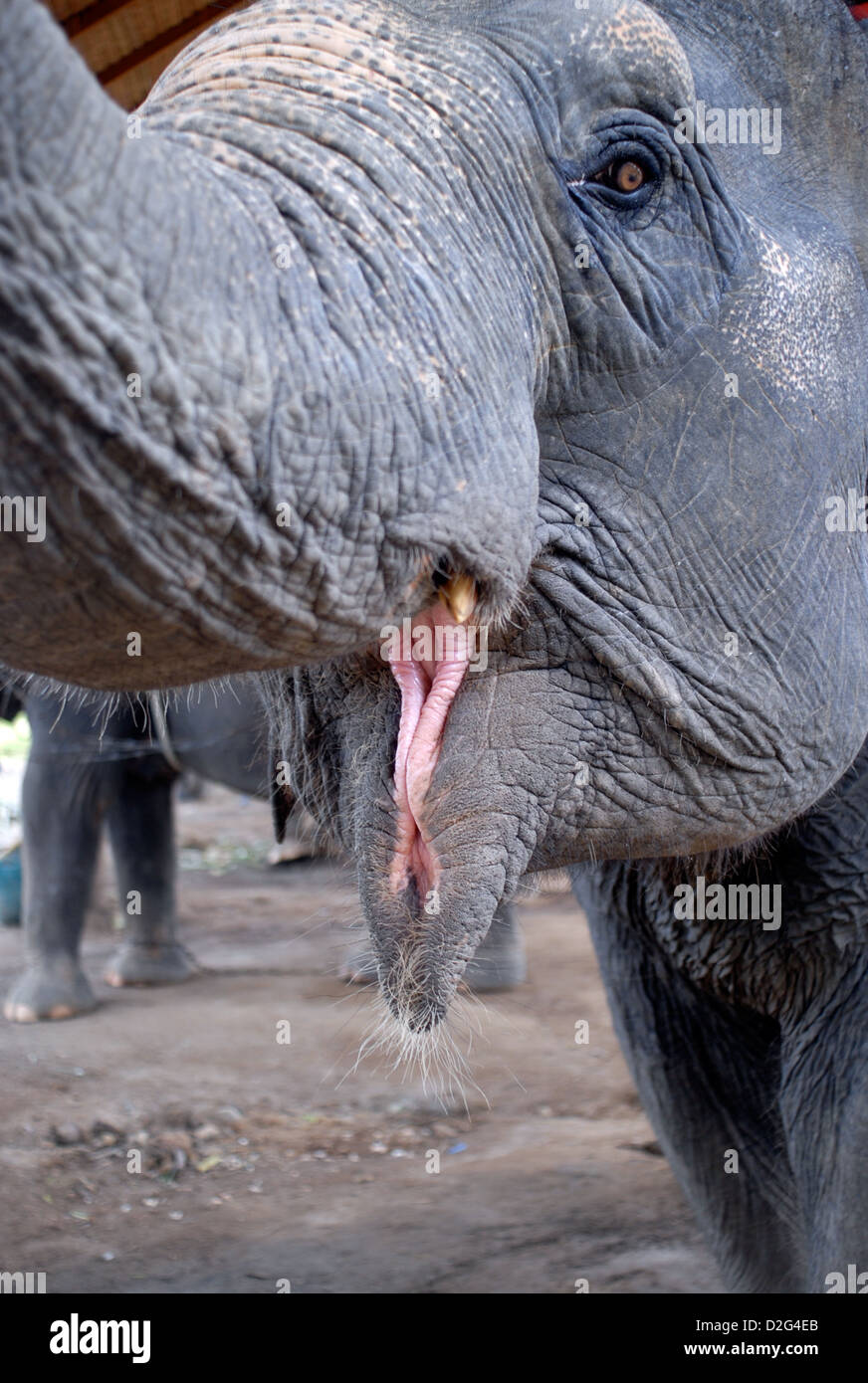 Asiatische Elefanten arbeiten in Koh Chang thailand Stockfoto