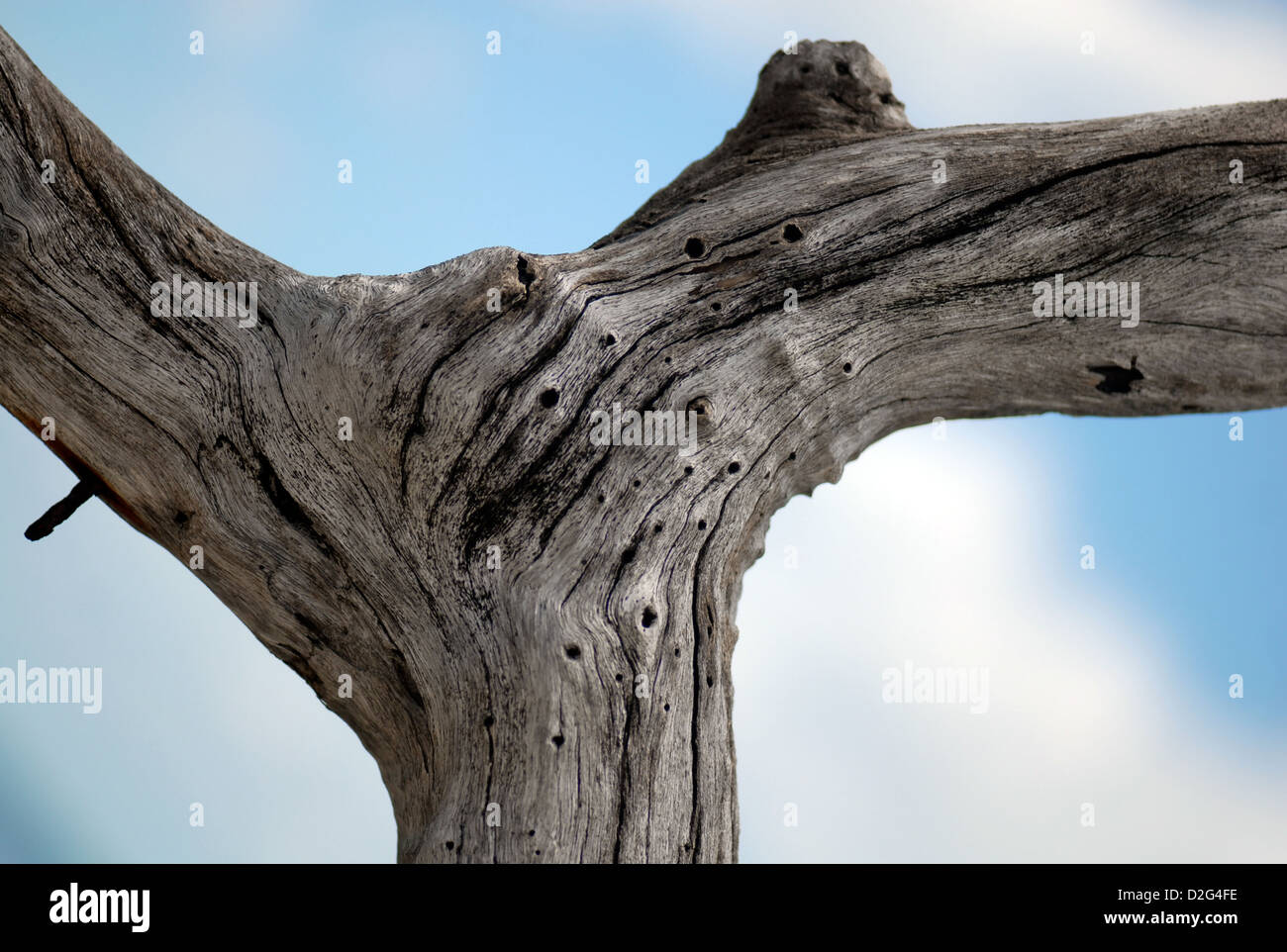 Detail der hölzernen Pfosten mit einem alten Nagel auf einem Steg in Ban Kai Bai Koh Chang Thailand hautnah Stockfoto
