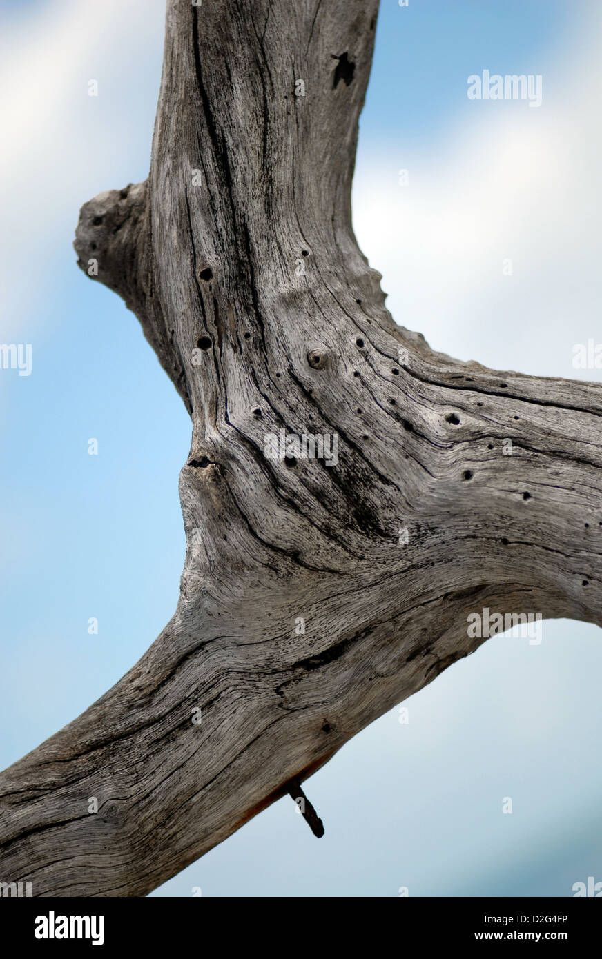 Detail der hölzernen Pfosten mit einem alten Nagel auf einem Steg in Ban Kai Bai Koh Chang Thailand hautnah Stockfoto