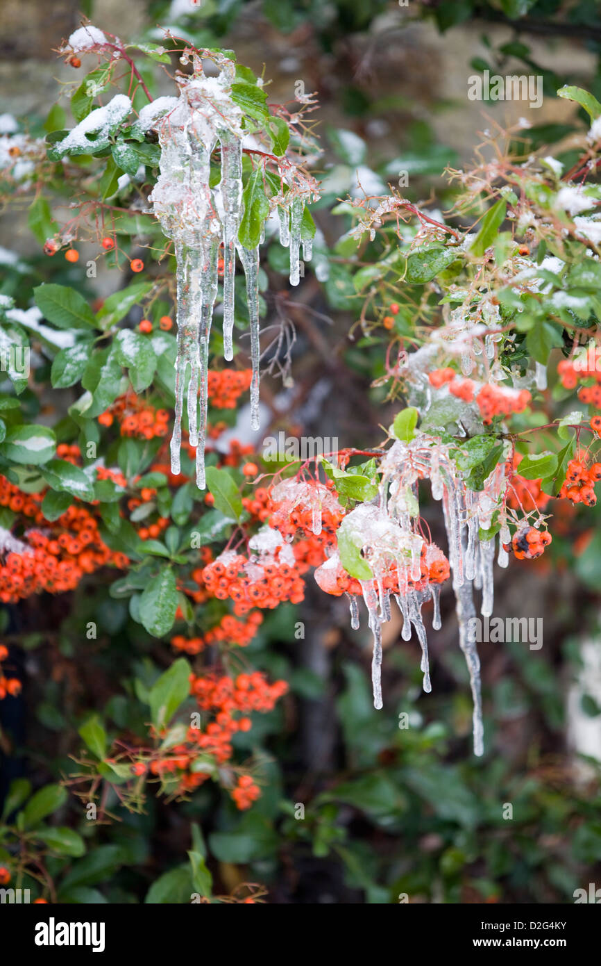 Pyracantha roten Waldbeeren Busch mit Eiszapfen hängen davon Stockfoto