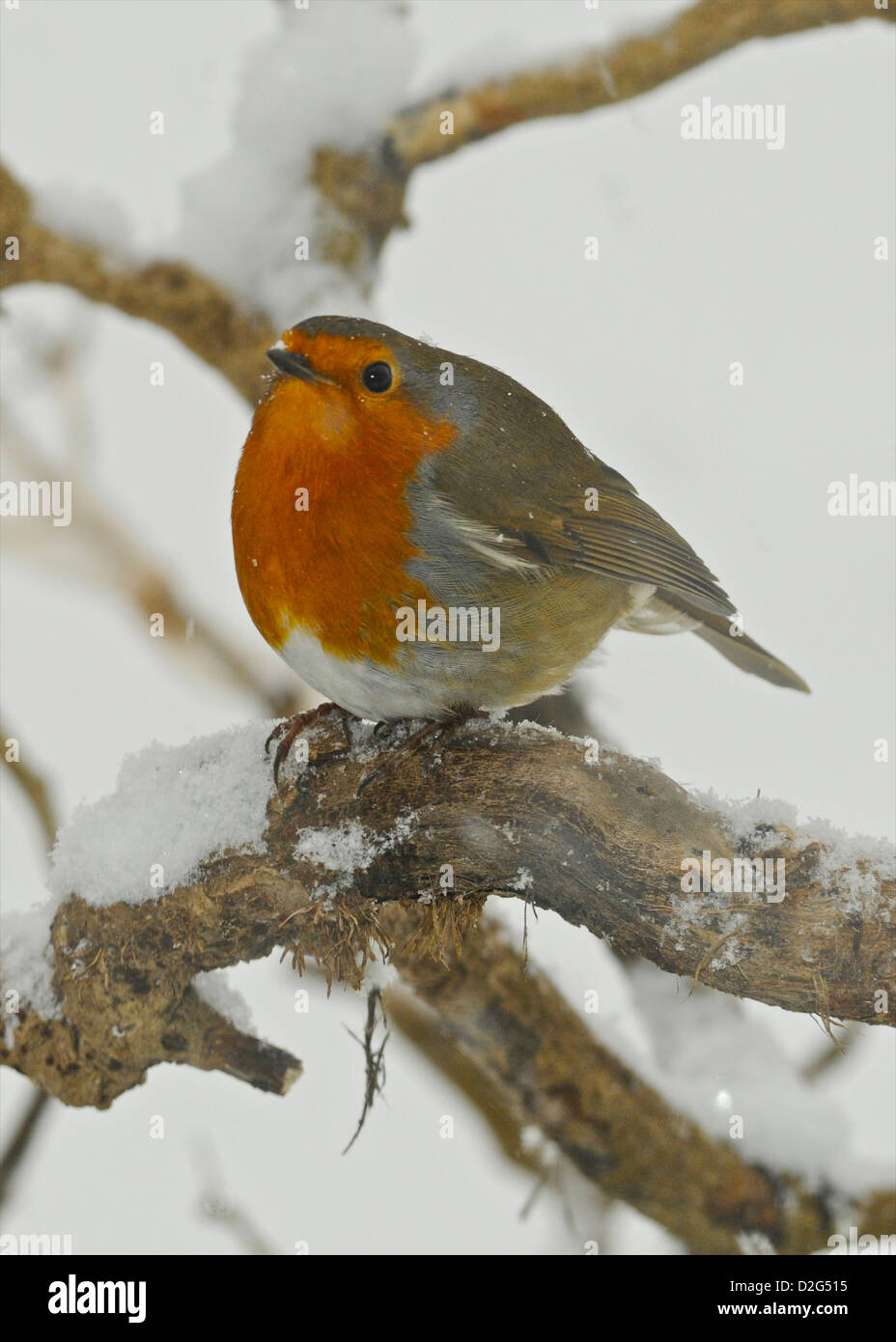 Das Rotkehlchen (Erithacus Rubecula) - Weihnachten Karte Robin im Schnee Stockfoto