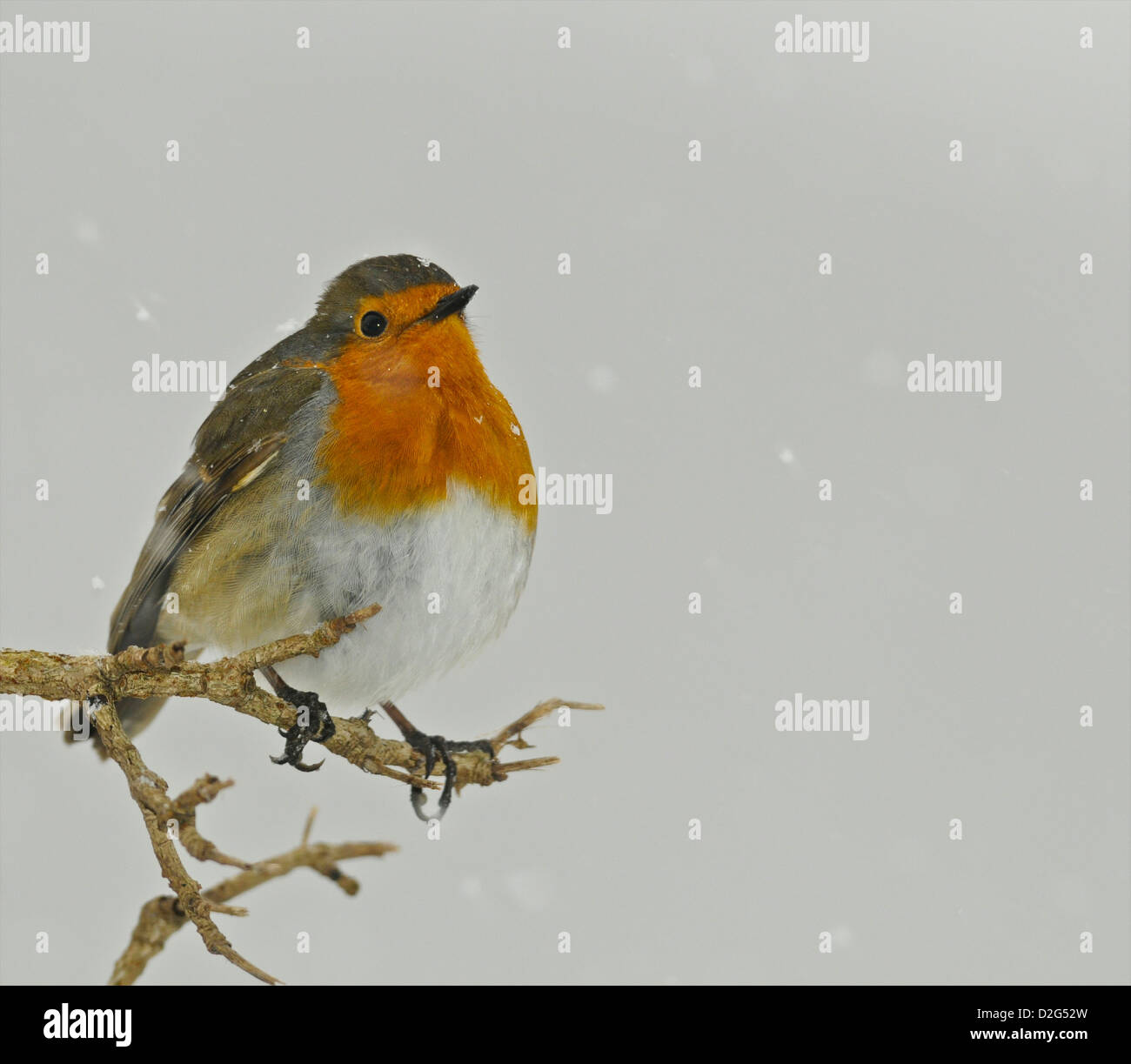 Die Europäische Rotkehlchen (Erithacus Rubecula) - die Weihnachtskarte Robin im Schnee. Aus den Archiven von Presse Portrait Service (ehemals Presse Portrait Bureau) Stockfoto