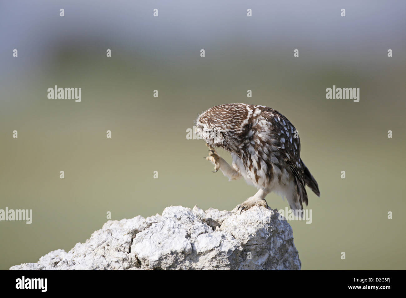 Steinkauz, Athene Noctua, putzen Stockfoto