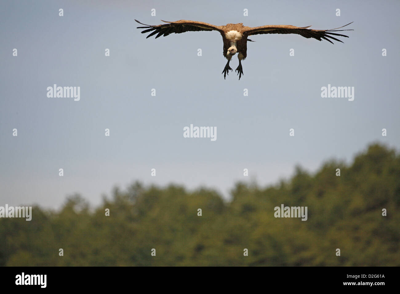 Gänsegeier, abgeschottet Fulvus, im Flug Stockfoto