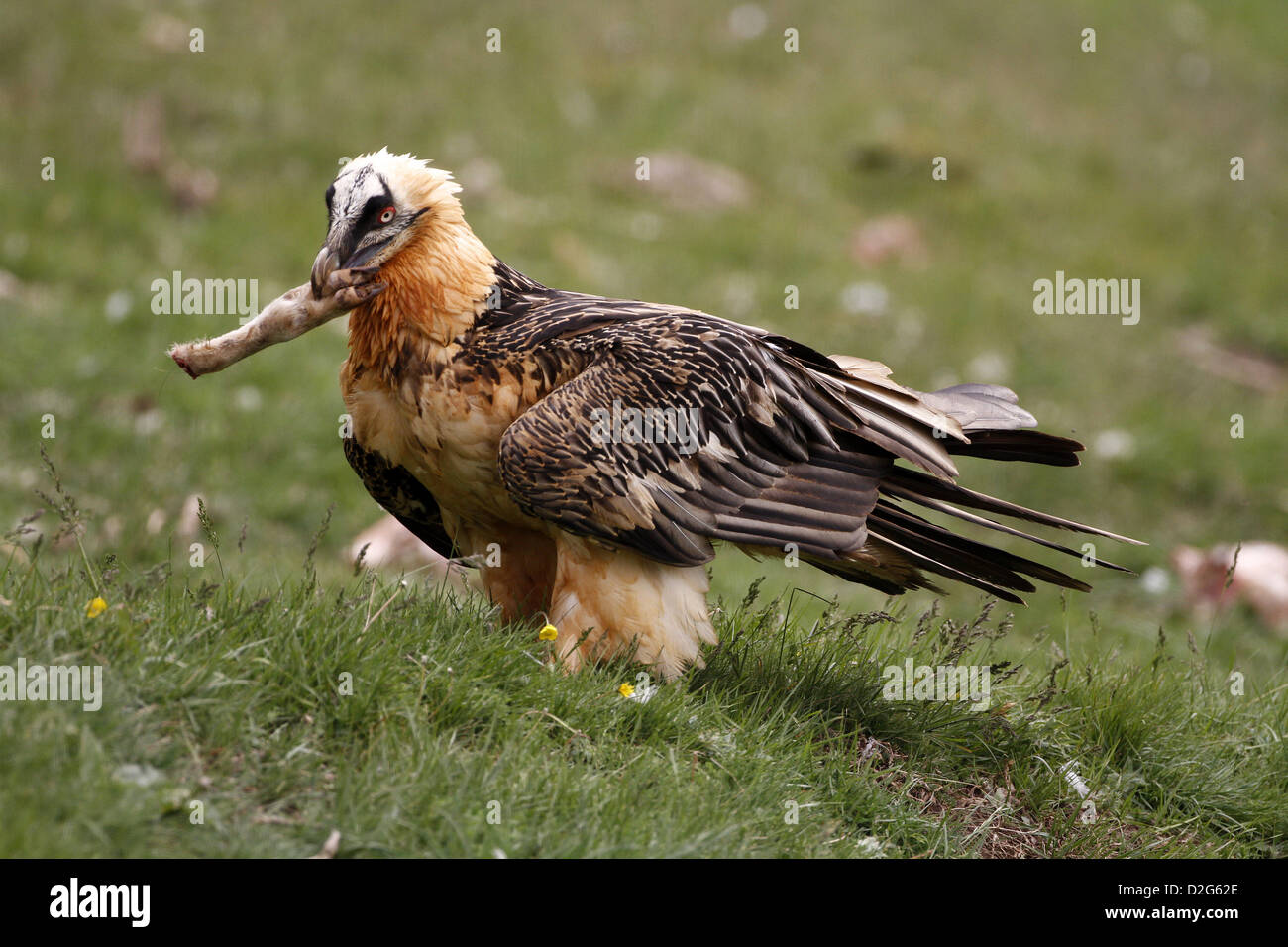 Bartgeier (Bartgeier), sollten Barbatus, Kommissionierung auf einen Knochen Stockfoto