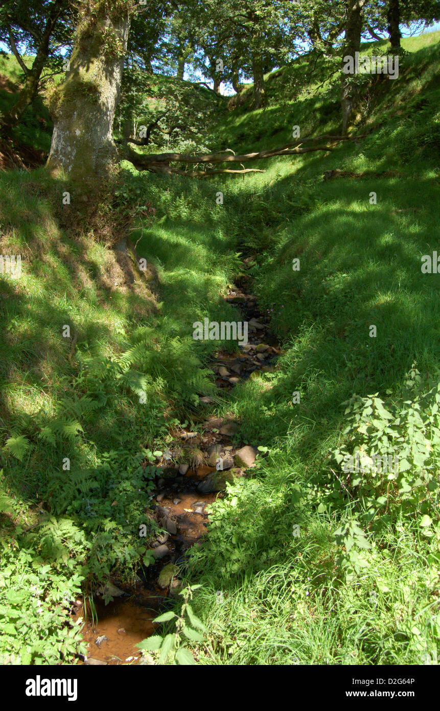 Schmalen Bach in einem schattigen Wald Stockfoto