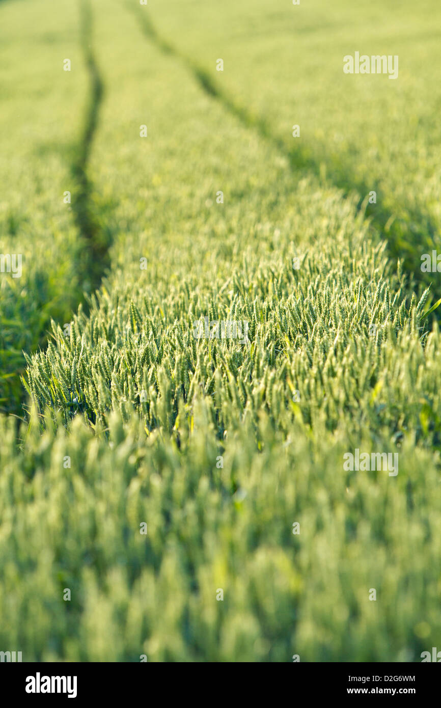 Pfad in einem schönen grünen Weizenfeld Stockfoto