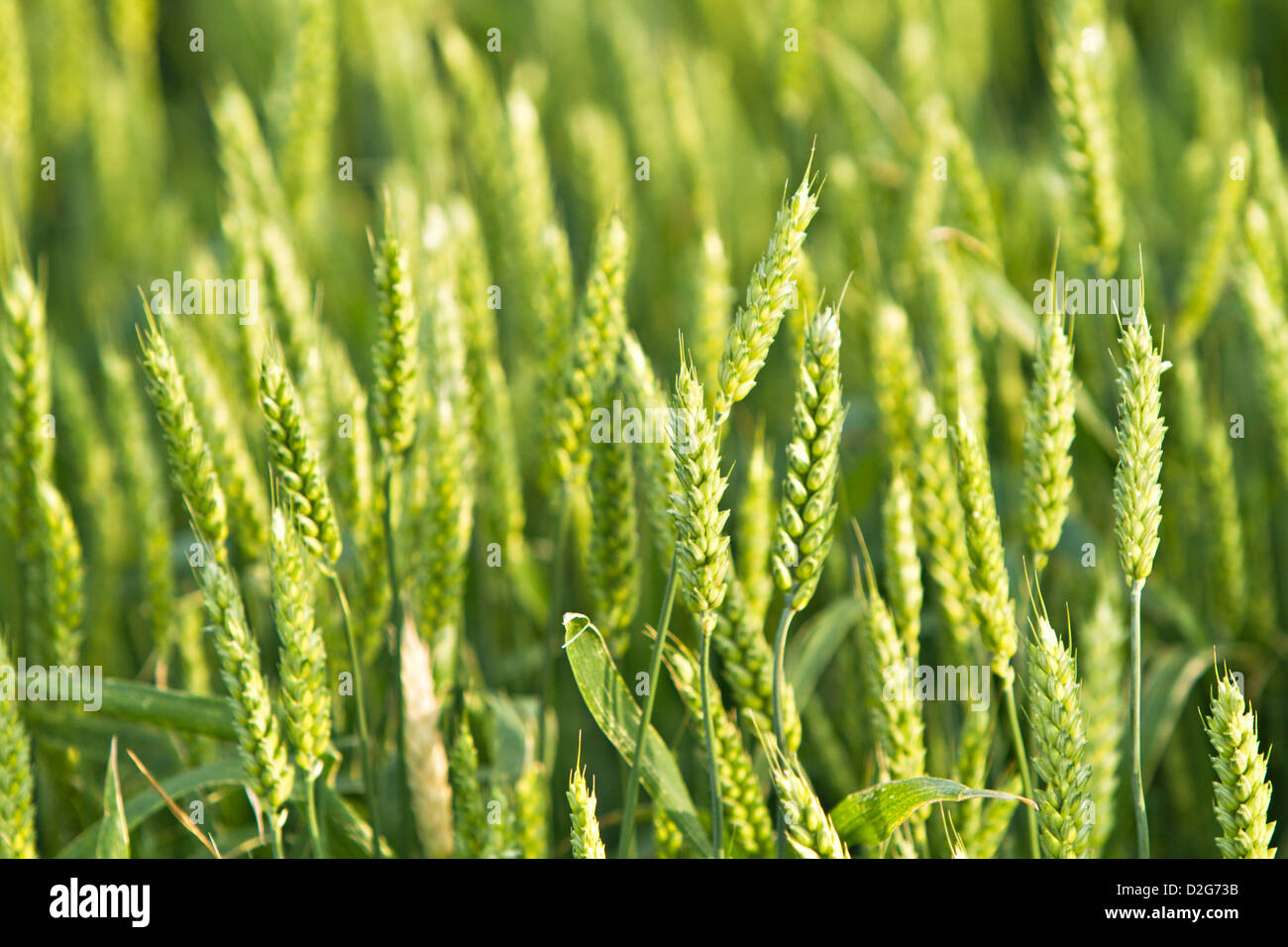 Weizen (Triticum) Stockfoto