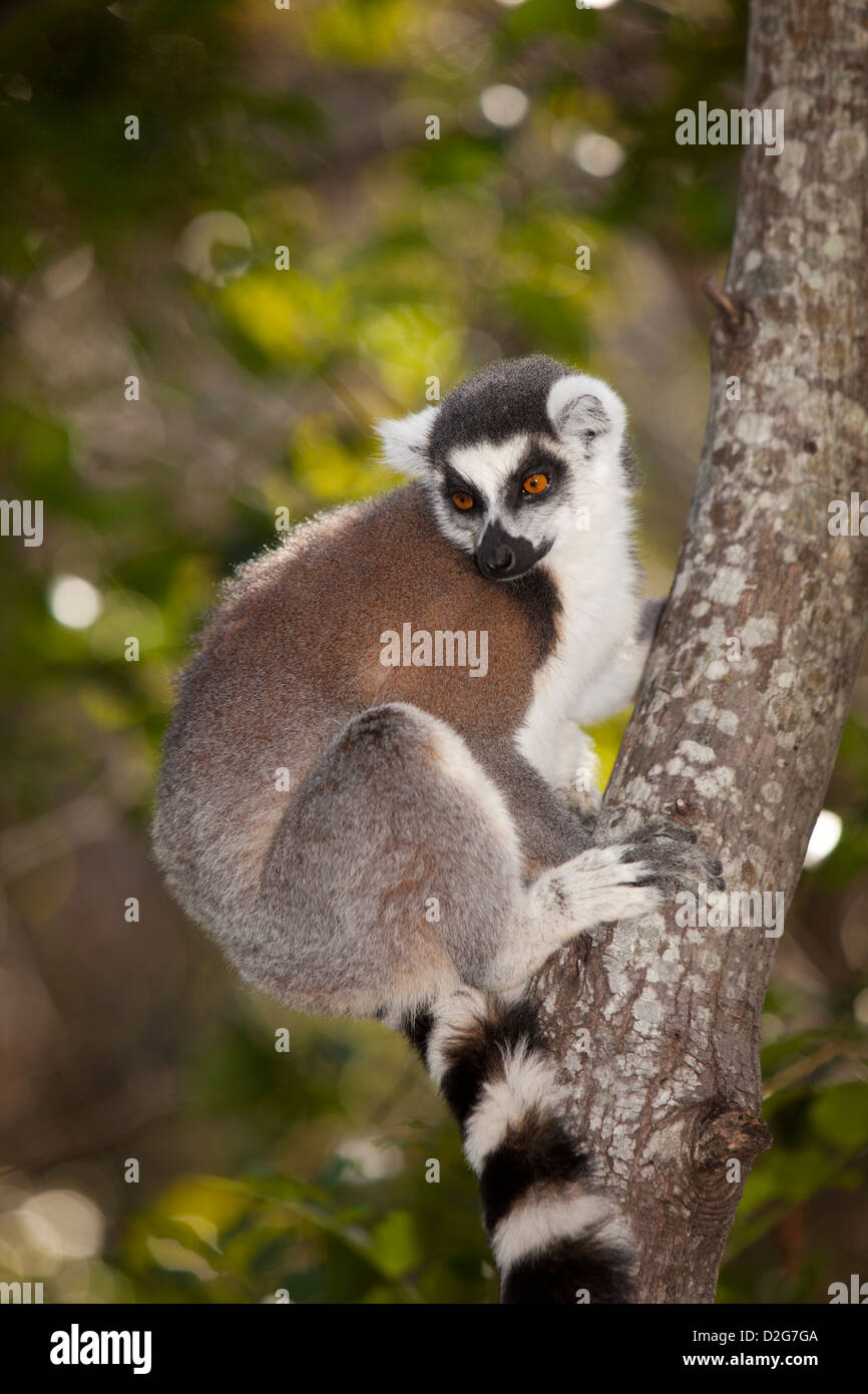 Madagaskar, Ambalavao, Reserve d'Anja, Ringtailed Lemur Lemur Catta sitzt im Baum Stockfoto