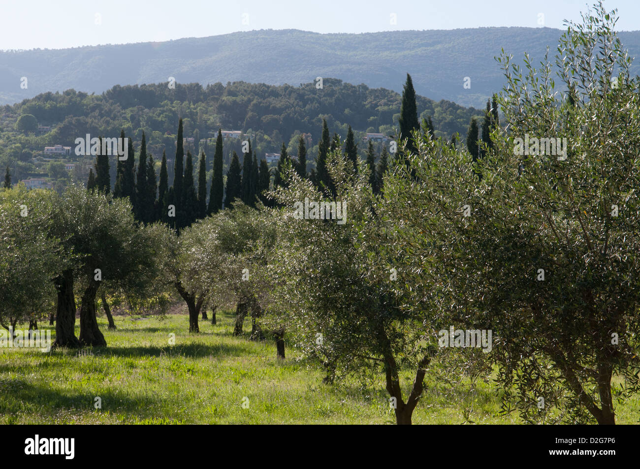 Olive Felder nächste, Fayence-Provence-Frankreich Stockfoto