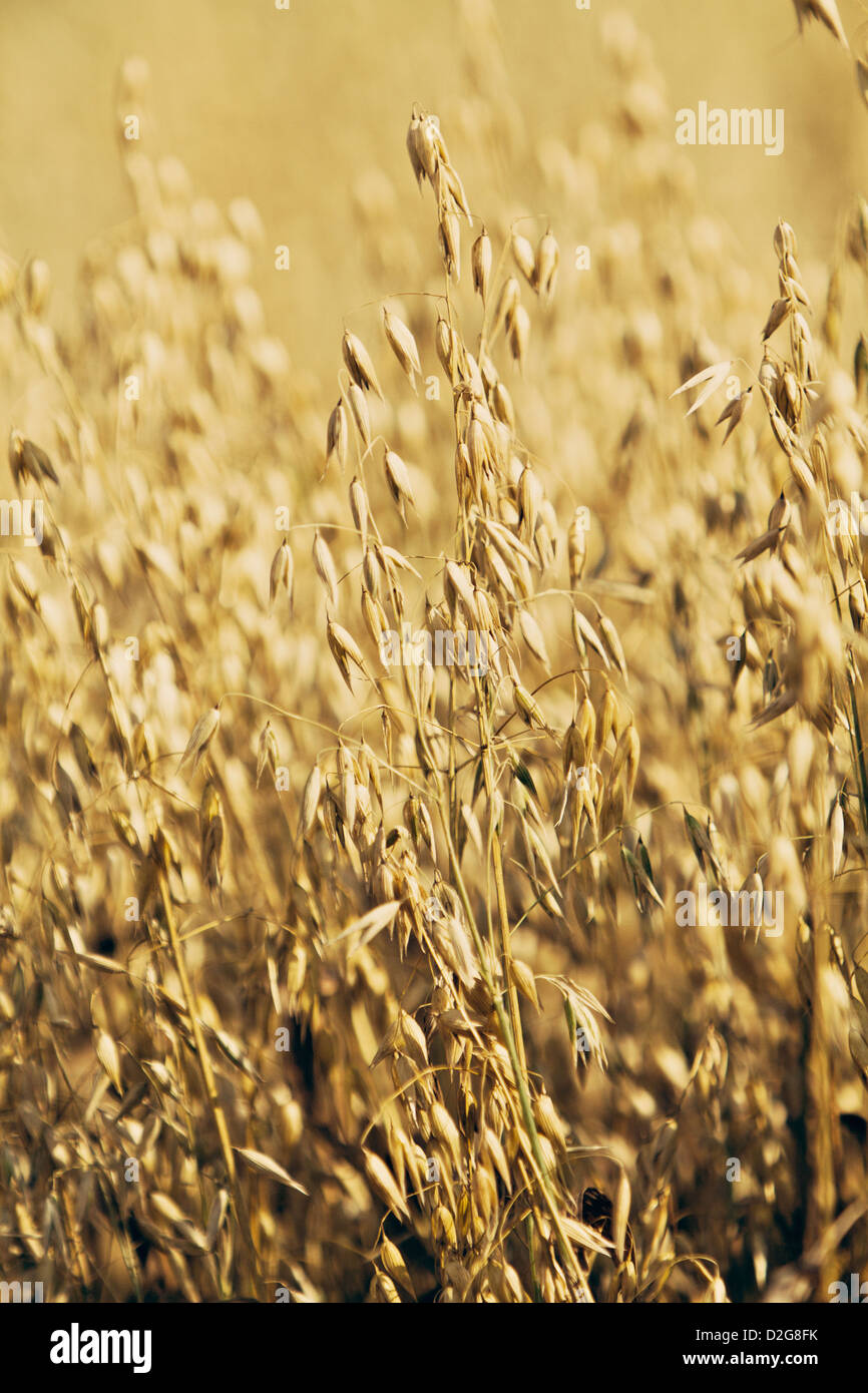 gemeinsamen Hafer (Avena Sativa) Stockfoto