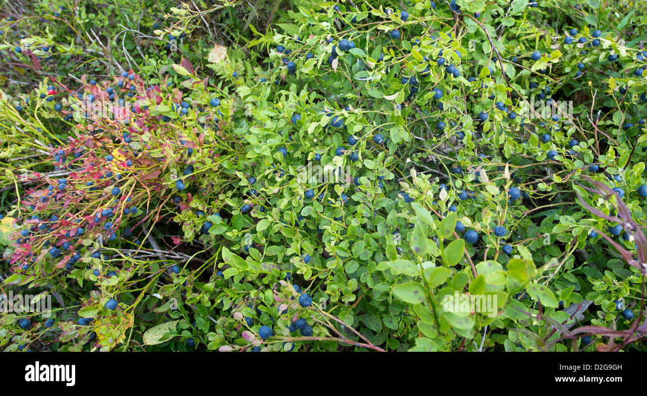 Wilde lowbush blaubeeren -Fotos und -Bildmaterial in hoher Auflösung ...