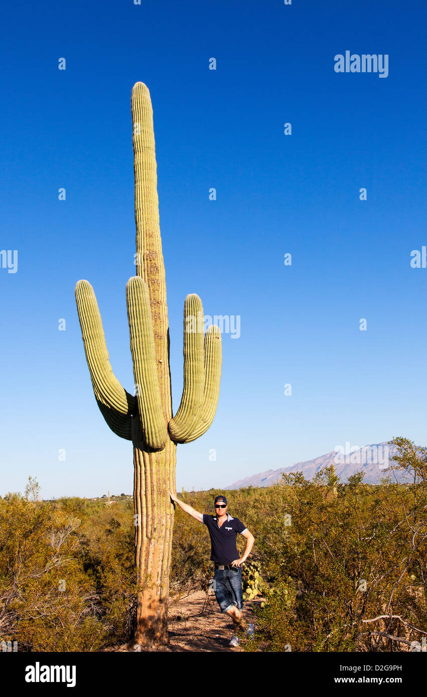 Riesige Kakteen im Saguaro Nationalpark, Arizona, USA Stockfoto