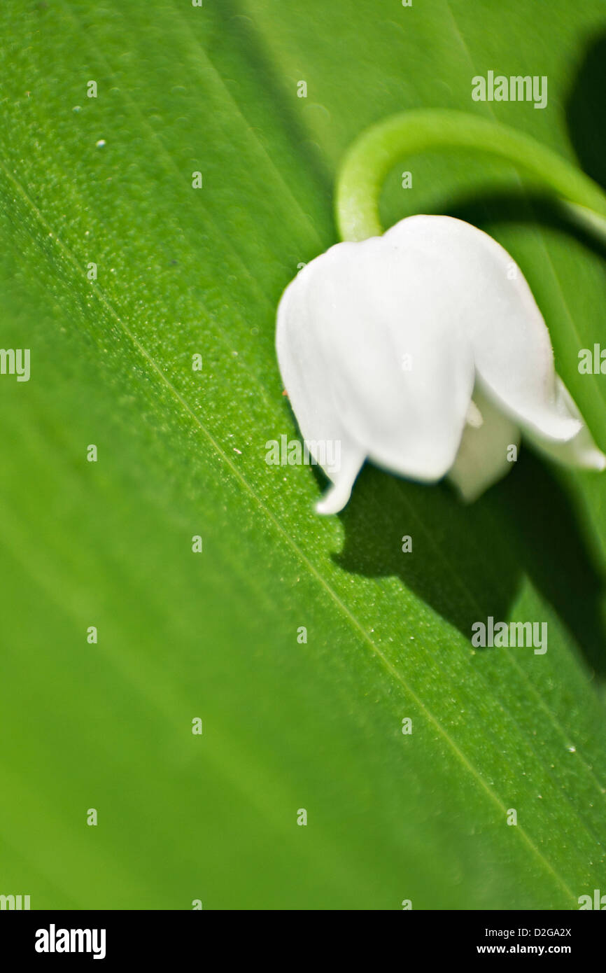 Lily Of The Valley (Convallariaarten Majalis) Stockfoto