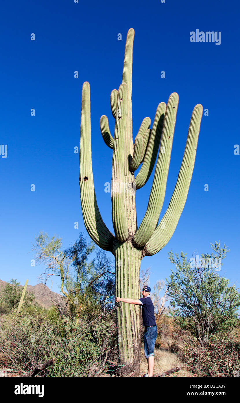 Mann umarmt einen riesigen Kaktus im Saguaro Nationalpark, Arizona, USA Stockfoto