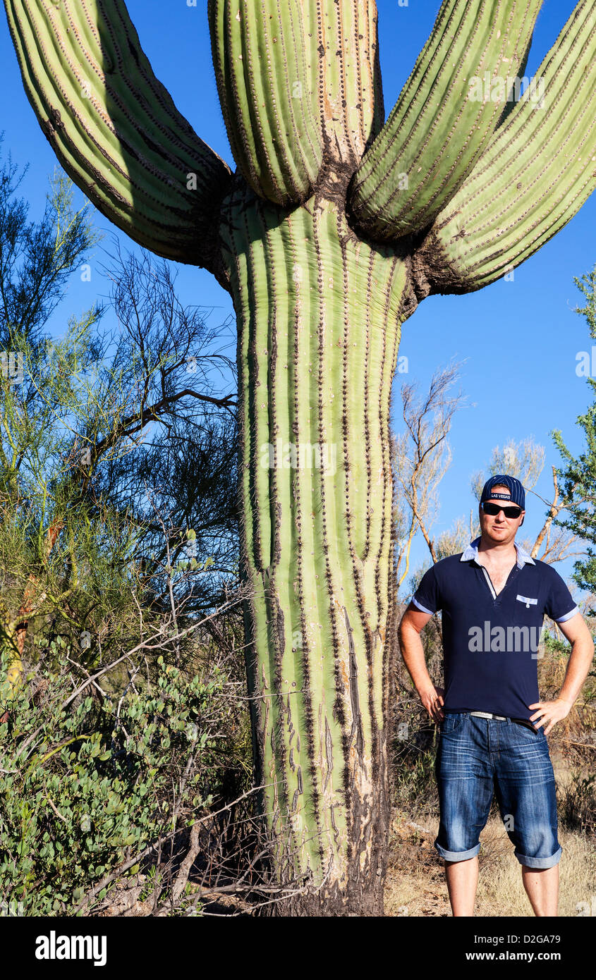 Mann steht neben einem gigantischen Kaktus im Saguaro-Nationalpark, Arizona, USA Stockfoto