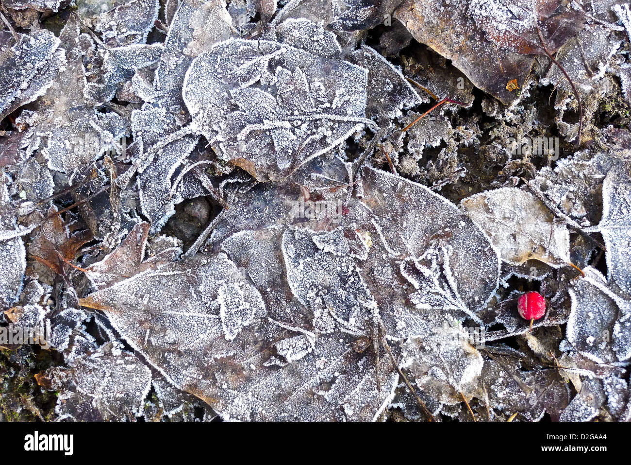Gefrorene Blätter und eine rote Beere decken Stein harten Boden im Winter. Stockfoto