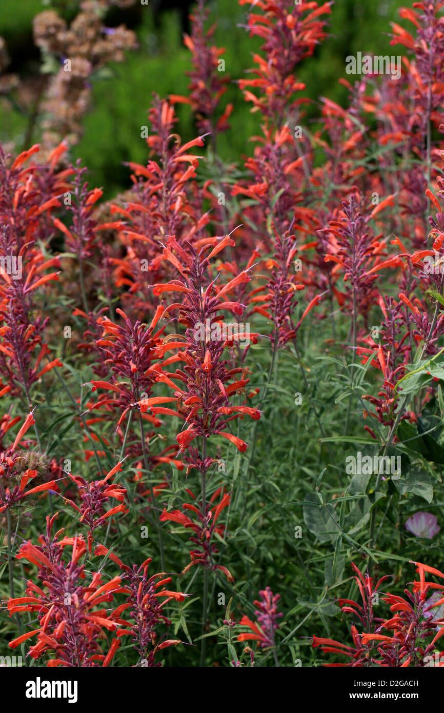 Threadleaf Giant Ysop, Wildform Rupestris, Lamiaceae. Aka Lakritz Minze, Sonnenuntergang Ysop, Thread-Blatt Riesen Ysop. Stockfoto