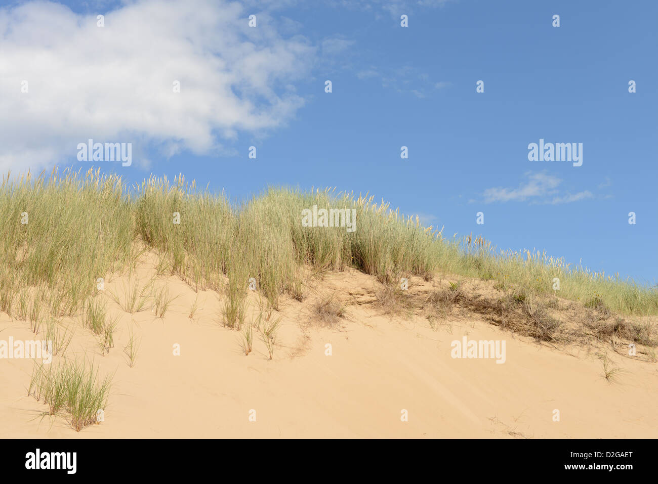 Dünengebieten Grass in Sanddünen Stockfoto
